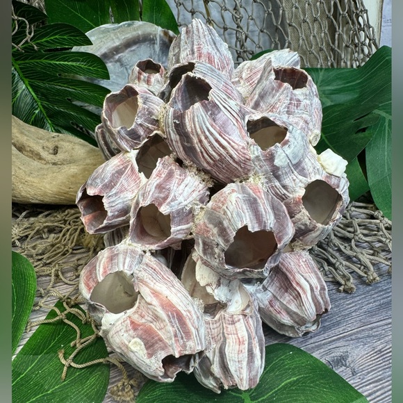 VTG  NATURAL Barnacles Cluster BEACH OCEAN AQUARIUM COASTAL SHELL NAUTICAL DECOR - Picture 11 of 17